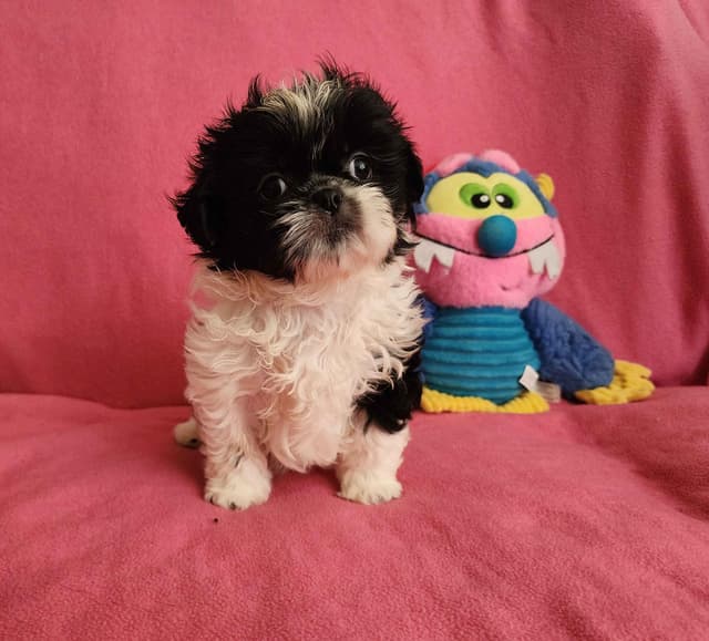 **AFFORDABLE** ADORABLE Shih Tzu Puppies media 11