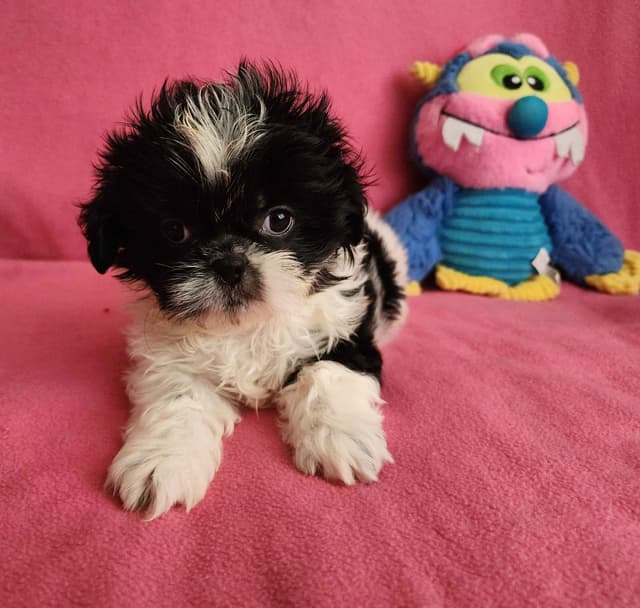 **AFFORDABLE** ADORABLE Shih Tzu Puppies media 12