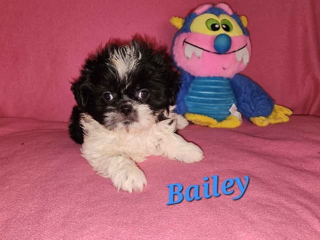 **AFFORDABLE** ADORABLE Shih Tzu Puppies media 13
