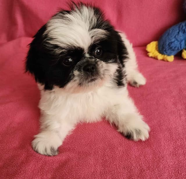 **AFFORDABLE** ADORABLE Shih Tzu Puppies media 15