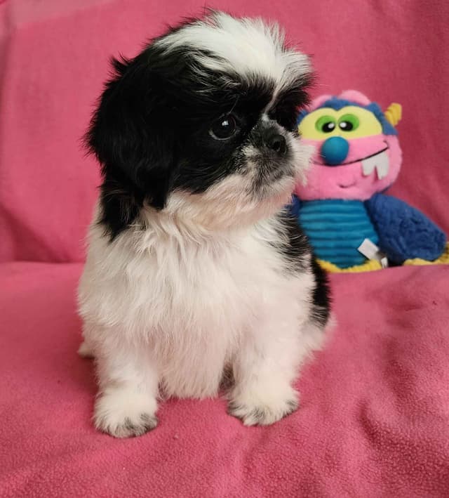 **AFFORDABLE** ADORABLE Shih Tzu Puppies media 9