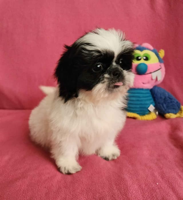 **AFFORDABLE** ADORABLE Shih Tzu Puppies media 16