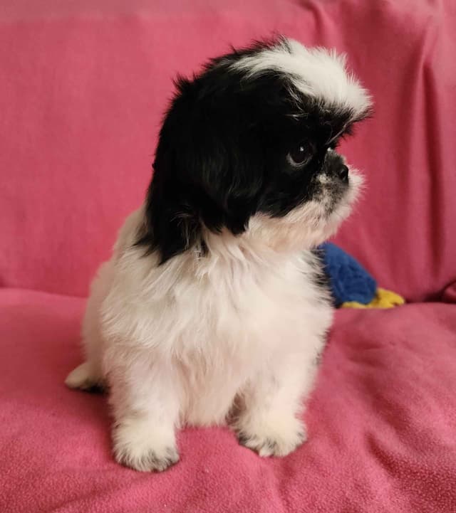 **AFFORDABLE** ADORABLE Shih Tzu Puppies media 17