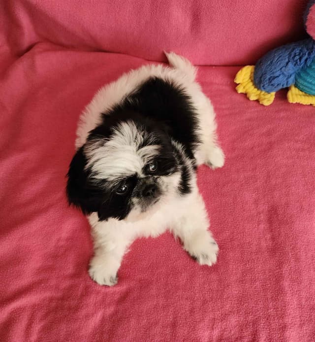 **AFFORDABLE** ADORABLE Shih Tzu Puppies media 18