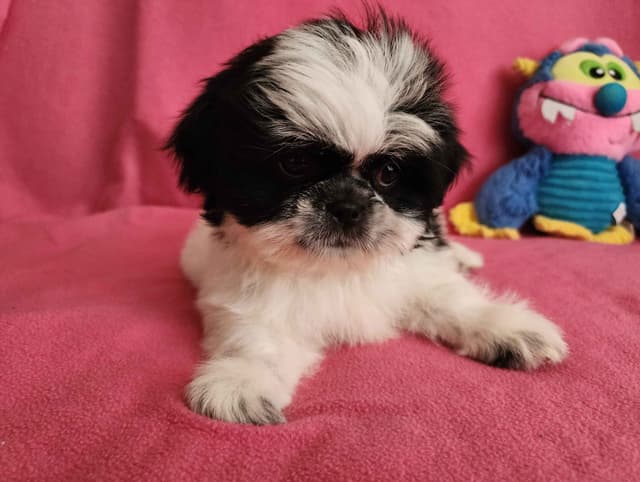 **AFFORDABLE** ADORABLE Shih Tzu Puppies media 19