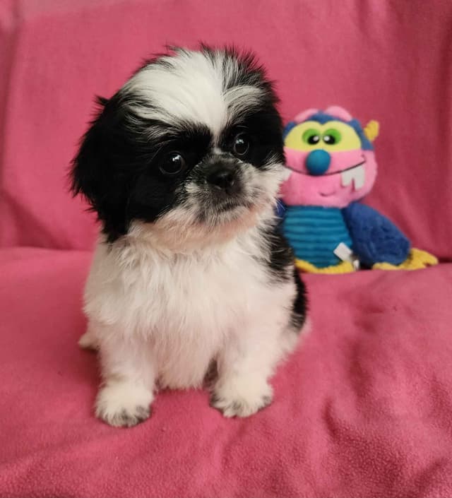 **AFFORDABLE** ADORABLE Shih Tzu Puppies media 20