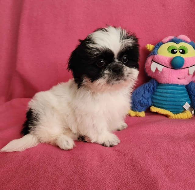 **AFFORDABLE** ADORABLE Shih Tzu Puppies media 21