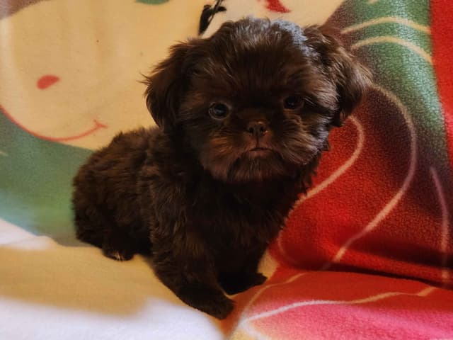 **AFFORDABLE** ADORABLE Shih Tzu Puppies media 22