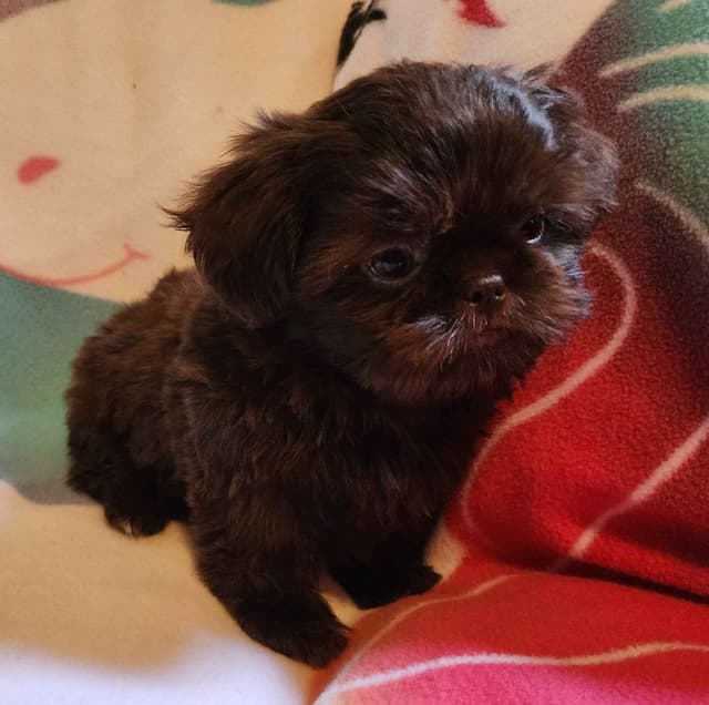 **AFFORDABLE** ADORABLE Shih Tzu Puppies media 23