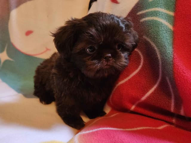 **AFFORDABLE** ADORABLE Shih Tzu Puppies media 24