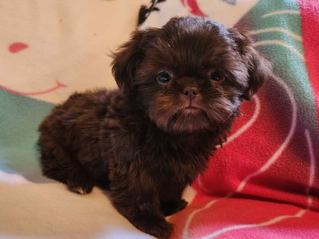 **AFFORDABLE** ADORABLE Shih Tzu Puppies media 25