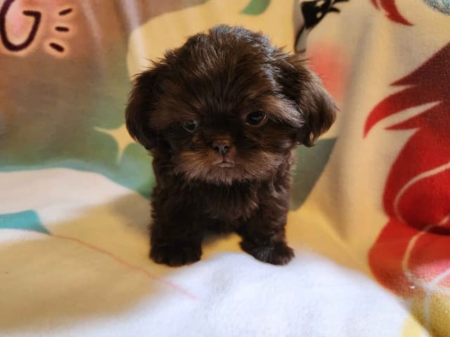**AFFORDABLE** ADORABLE Shih Tzu Puppies media 26
