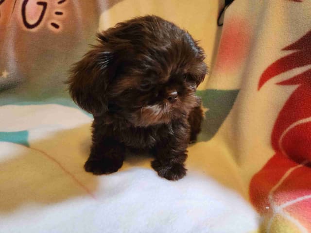**AFFORDABLE** ADORABLE Shih Tzu Puppies media 27