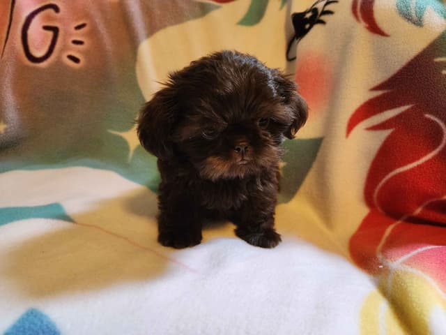 **AFFORDABLE** ADORABLE Shih Tzu Puppies media 28