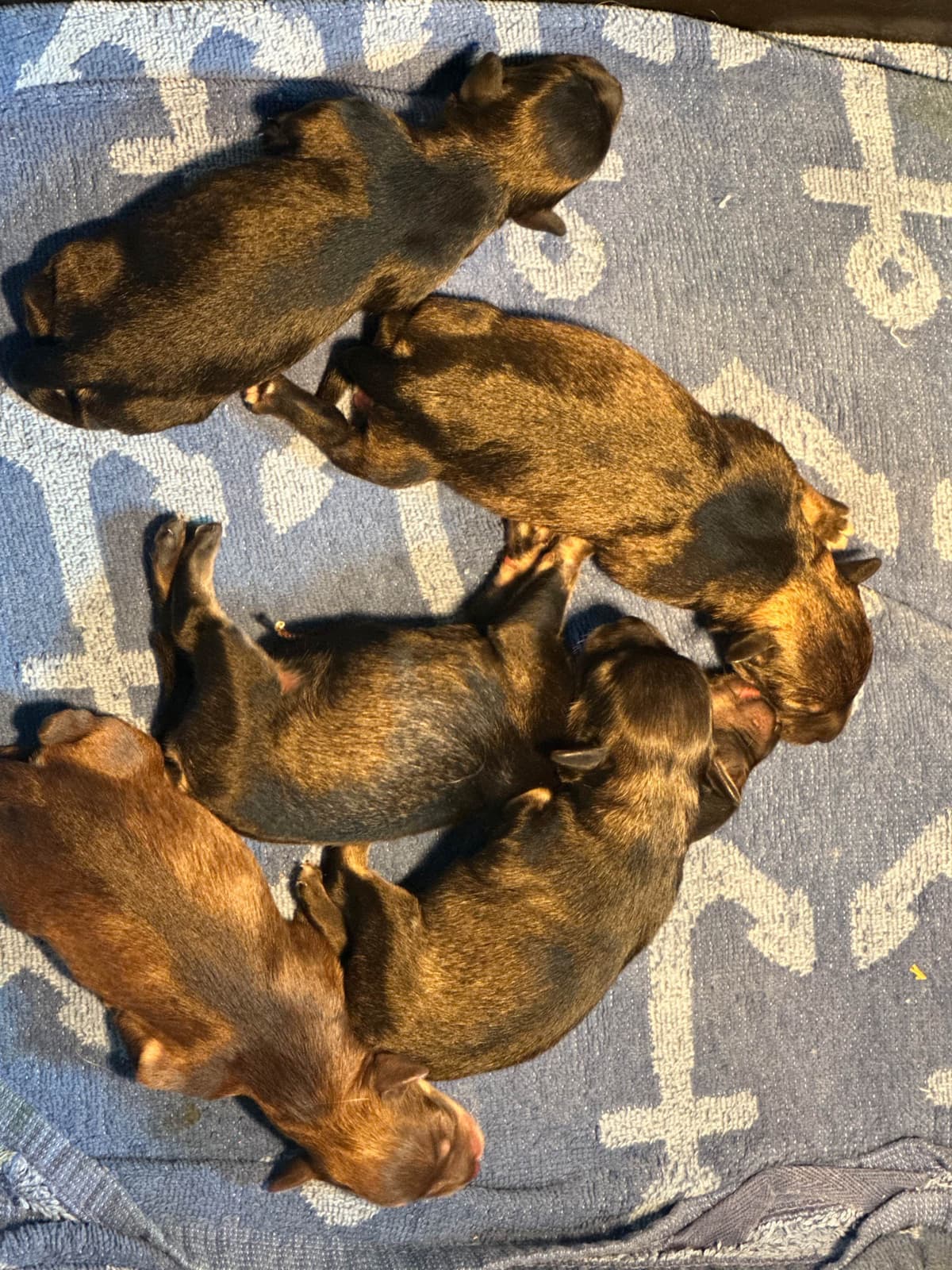 Male Mini Schnauzer Indiana breeder image 2