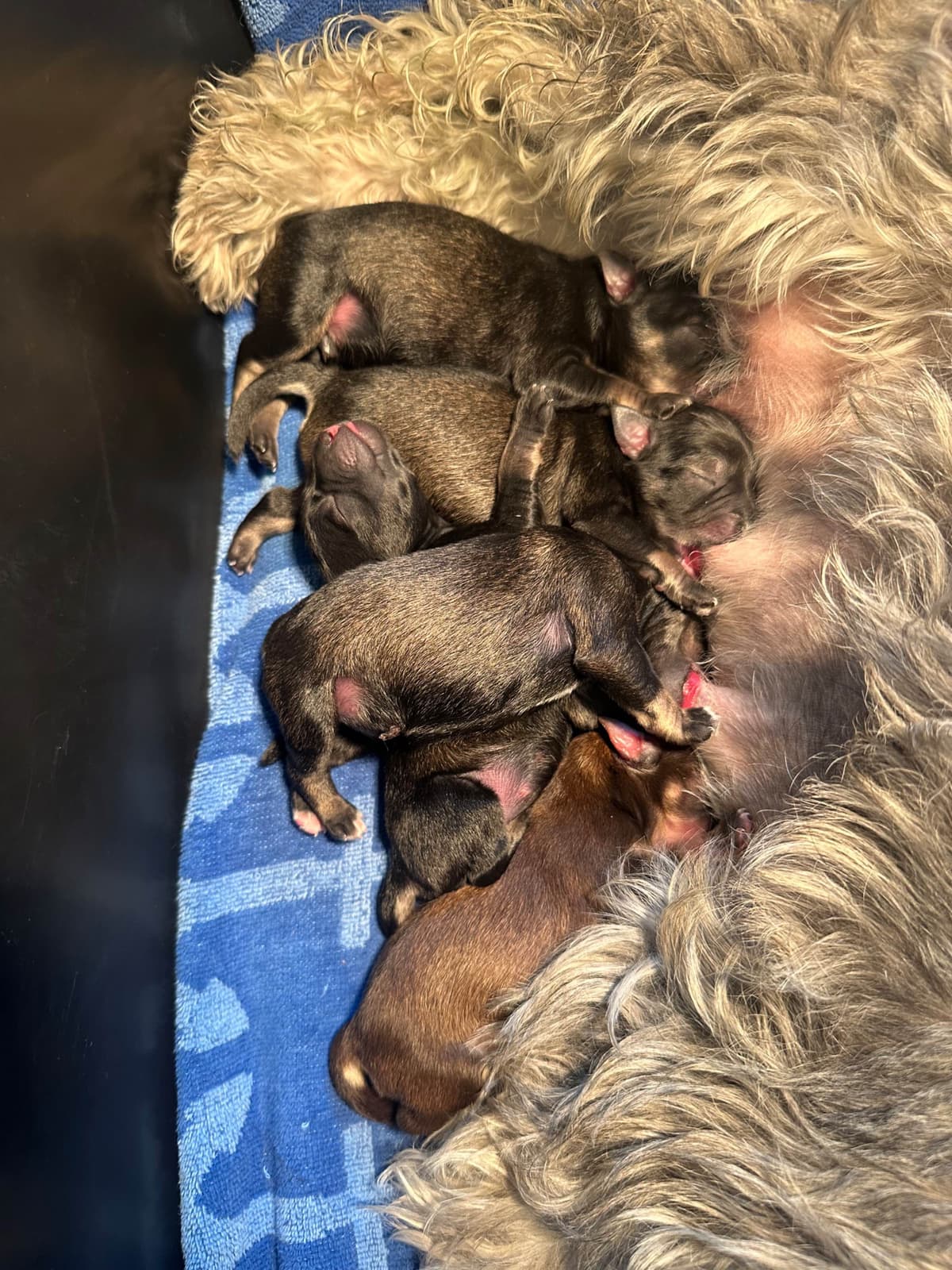 Male Mini Schnauzer Indiana breeder image 4