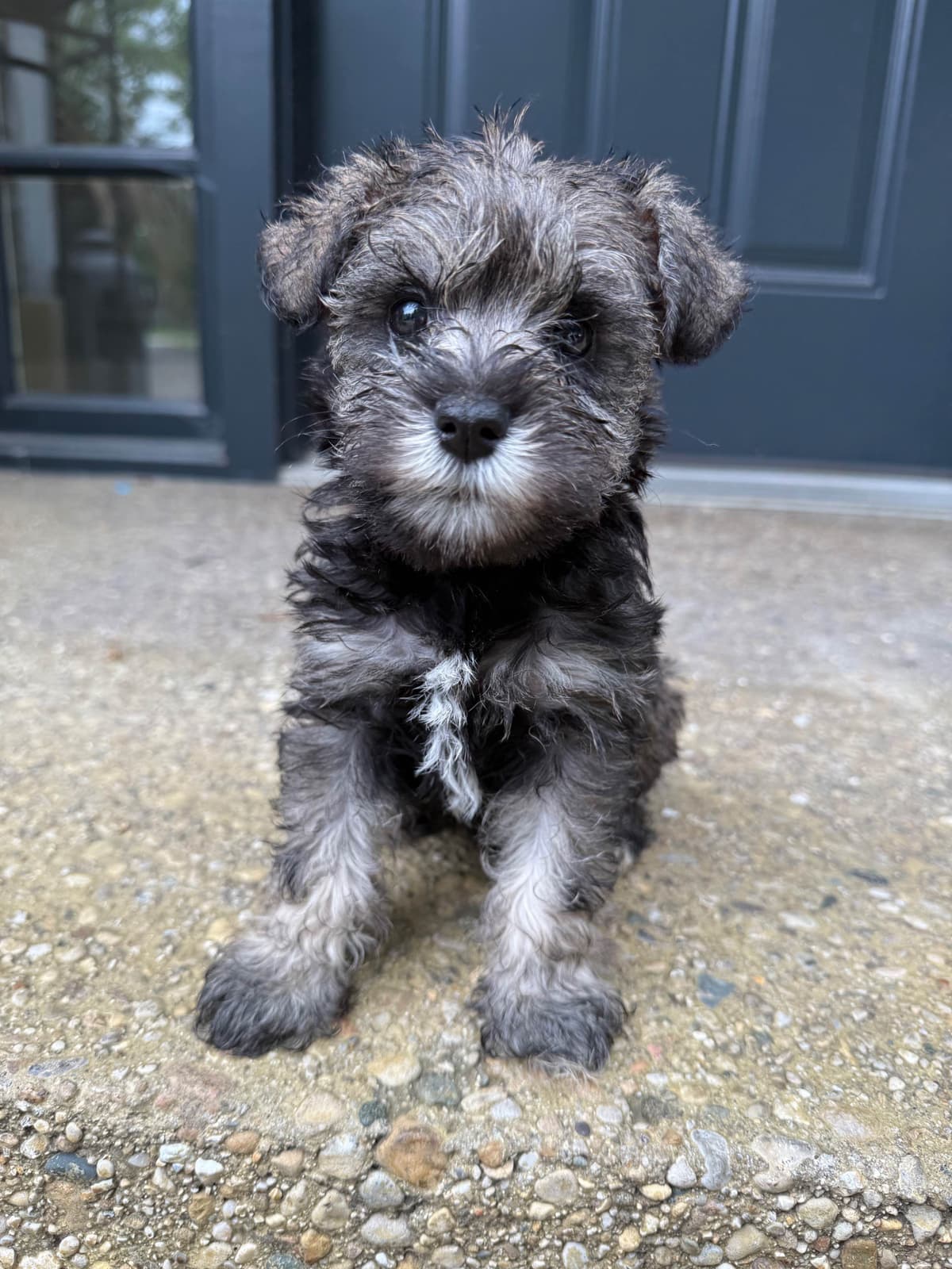 Male Mini Schnauzer Indiana breeder image 5