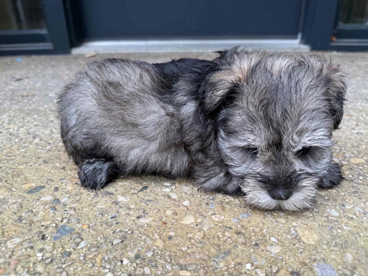 Male Mini Schnauzer Indiana breeder image 6