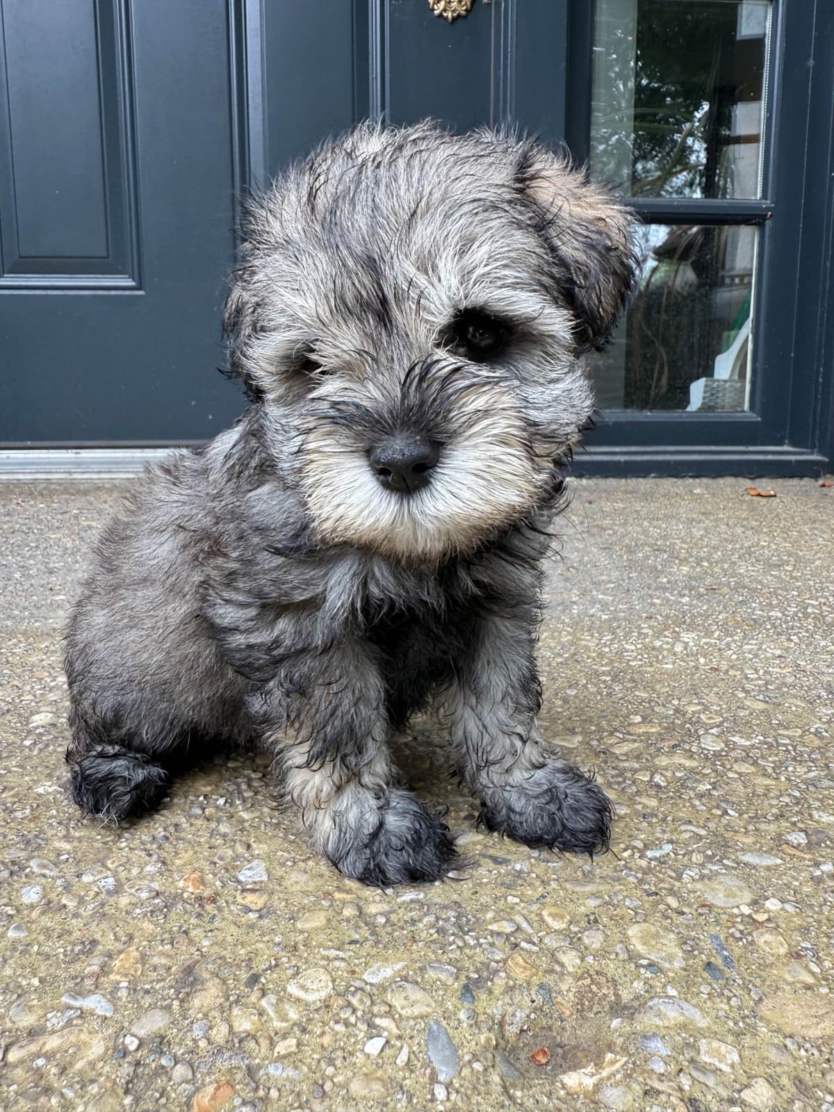 Male Mini Schnauzer Indiana breeder image 7