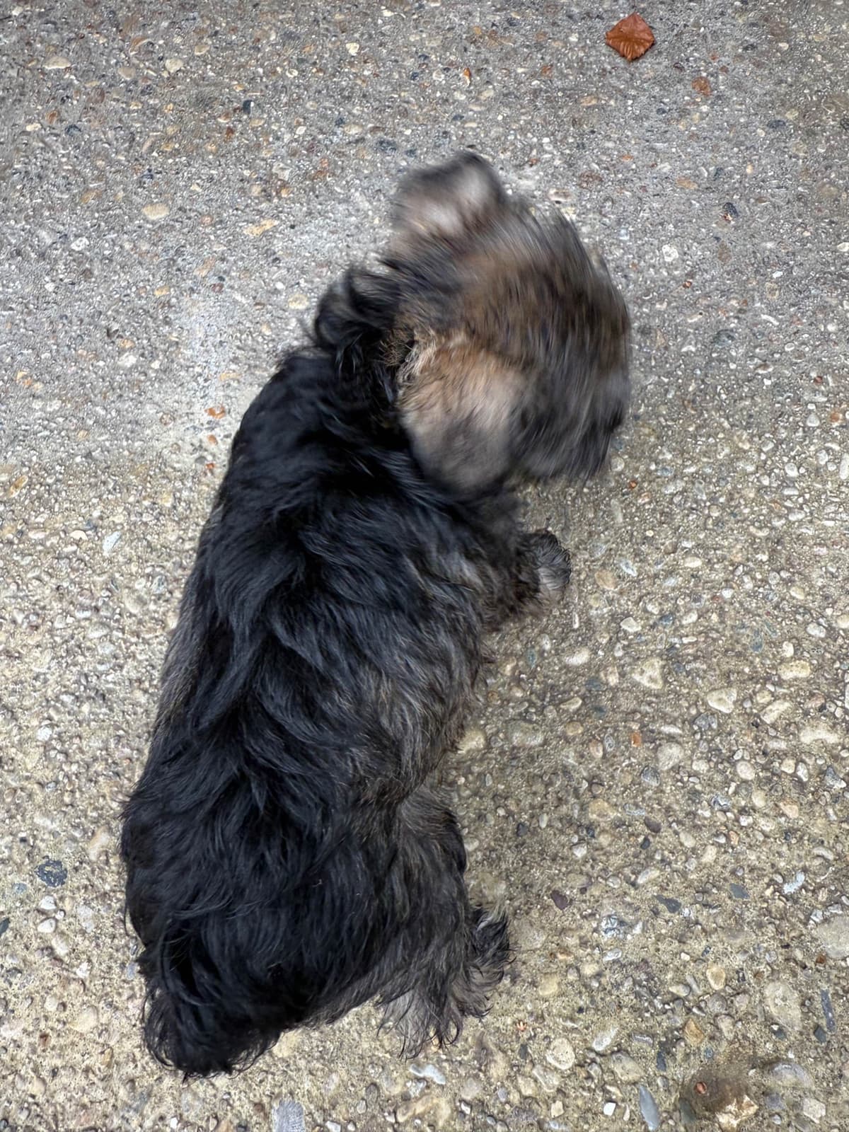 Male Mini Schnauzer Indiana breeder image 8