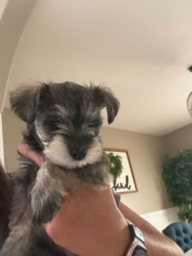 Male Mini Schnauzer Indiana media 3