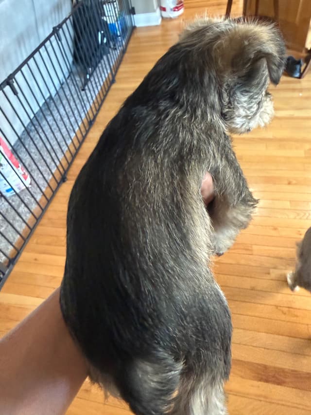 Male Mini Schnauzer Indiana media 4
