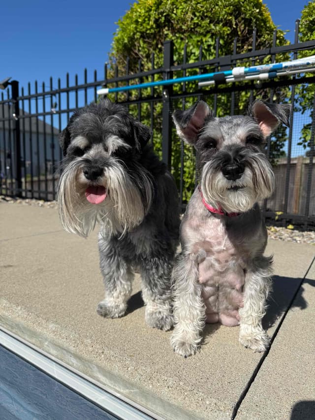 Male Mini Schnauzer Indiana media 2
