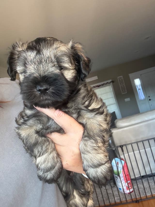 Male Mini Schnauzer Indiana media 5