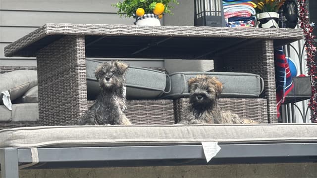 Male Mini Schnauzer Indiana media 6