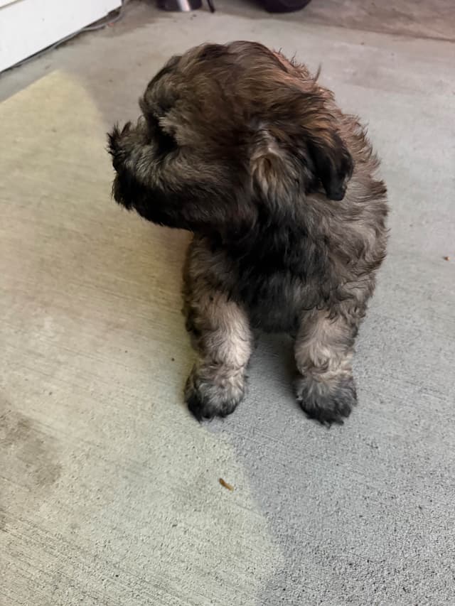 Male Mini Schnauzer Indiana media 7