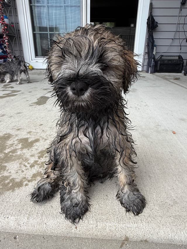 Male Mini Schnauzer Indiana media 8