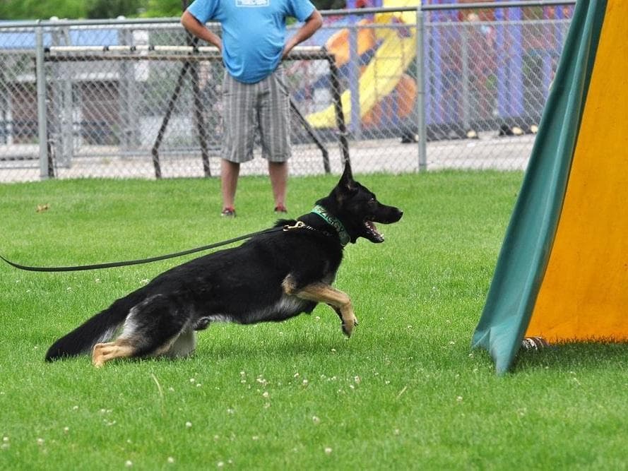 Solid black all DDR line female pup breeder image 15