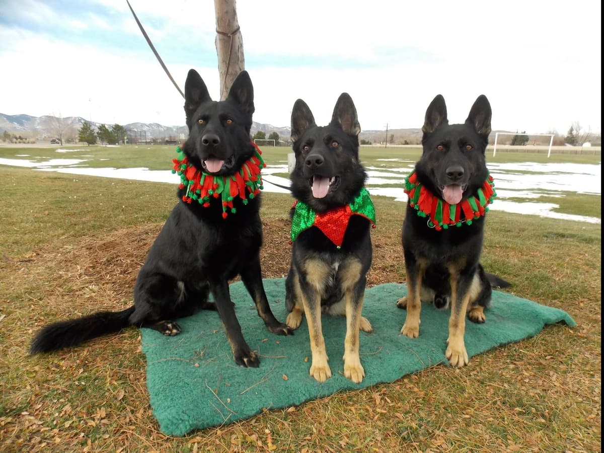 Solid black all DDR line female pup breeder image 14