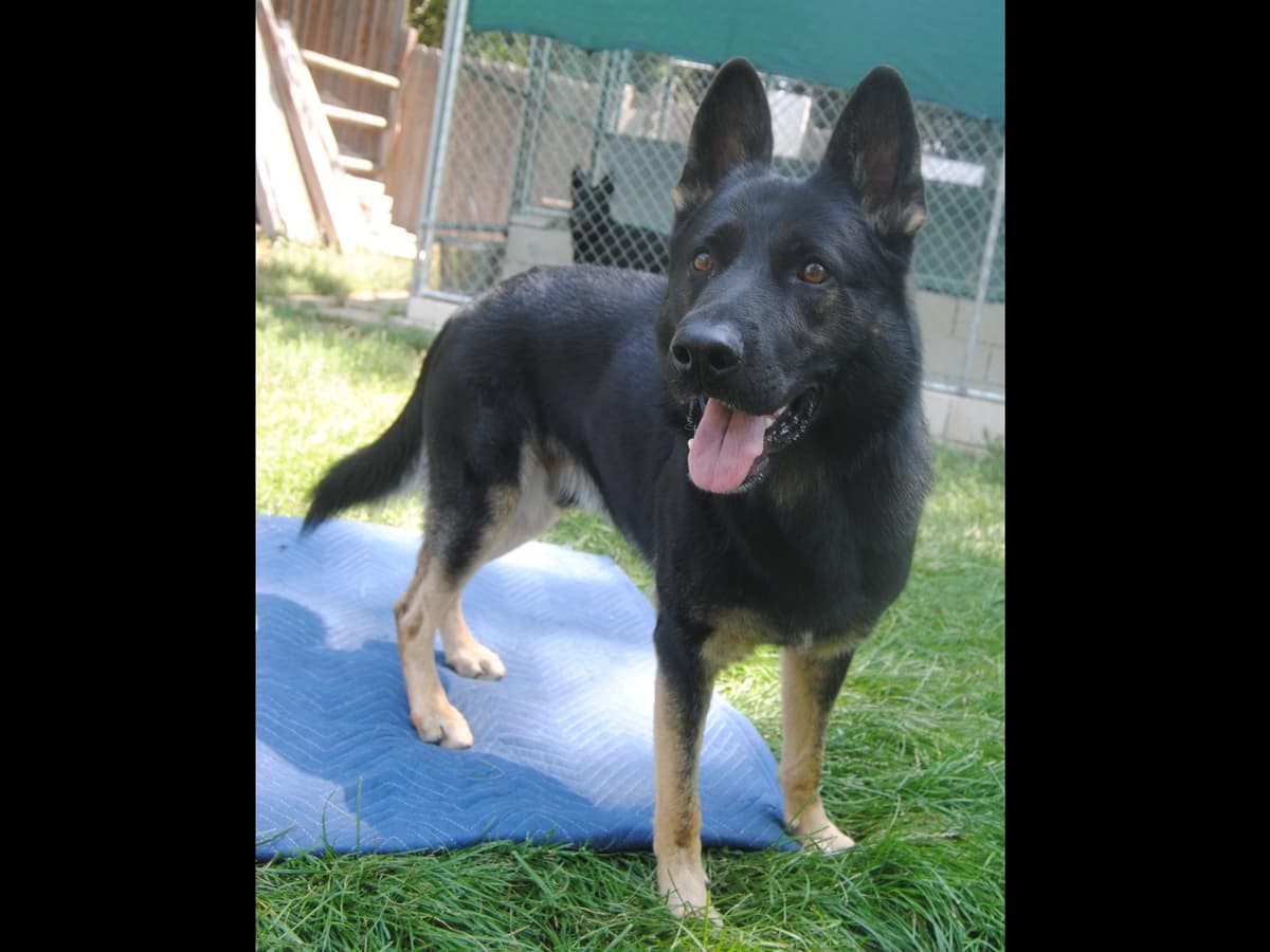 Solid black all DDR line female pup breeder image 11