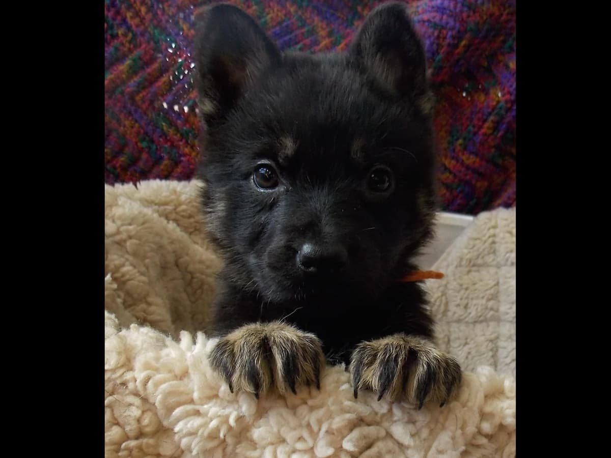 Solid black all DDR line female pup breeder image 13