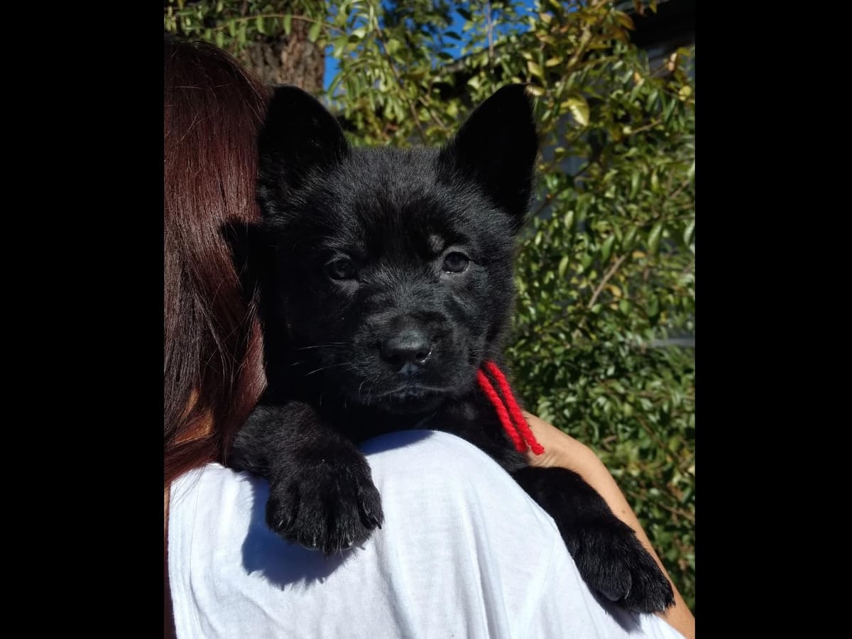Solid black all DDR line female pup breeder image 12