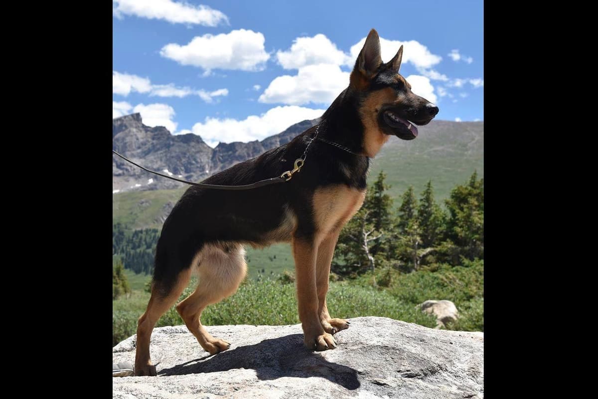 Solid black all DDR line female pup breeder image 9
