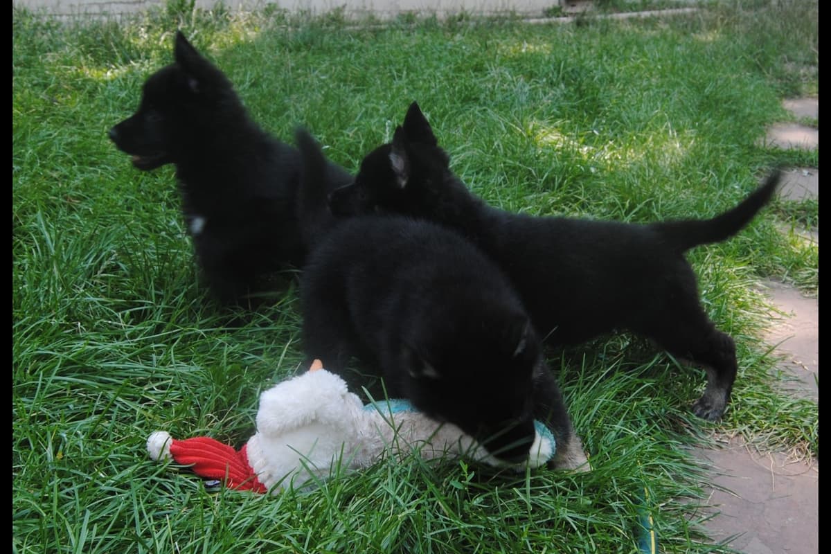 Solid black all DDR line female pup breeder image 8