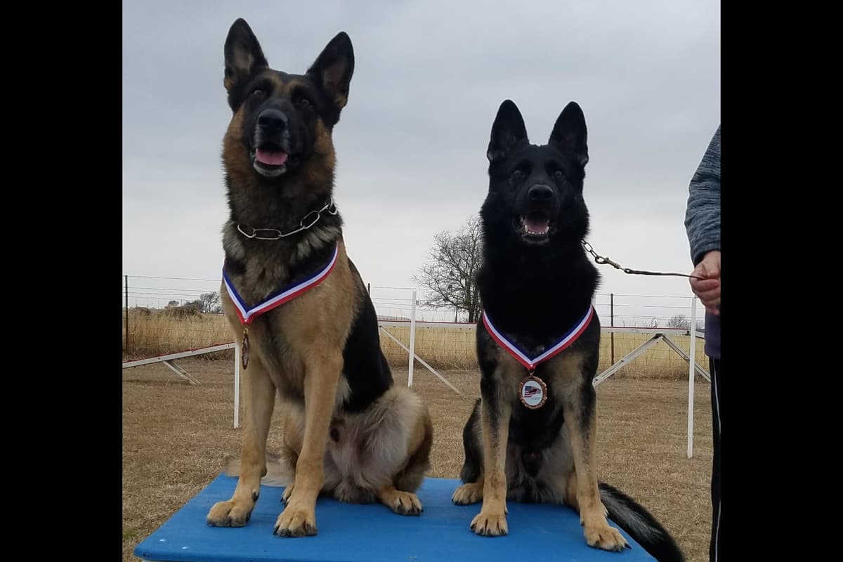 Solid black all DDR line female pup breeder image 5