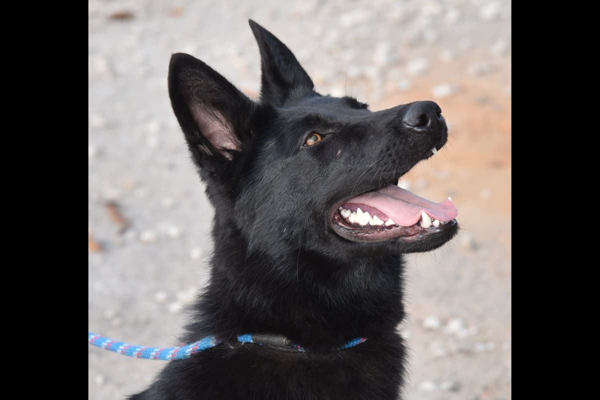 Solid black all DDR line female pup breeder image 4
