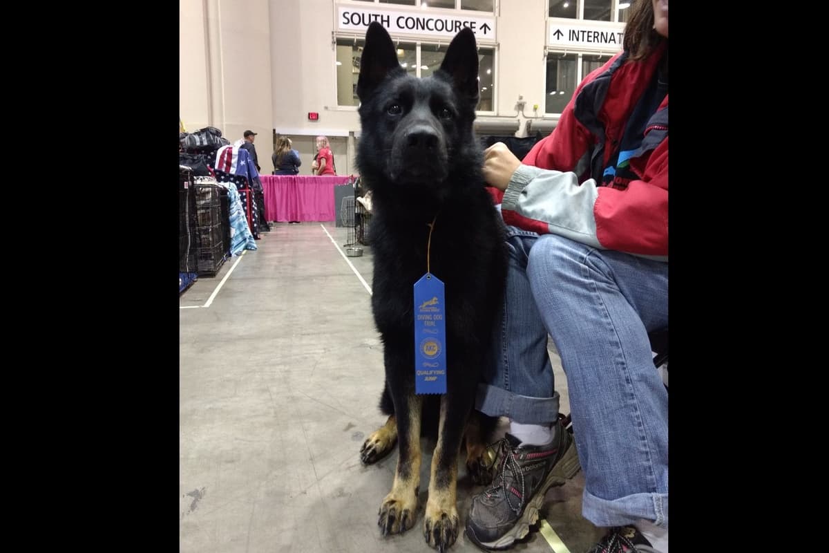 Solid black all DDR line female pup breeder image 3