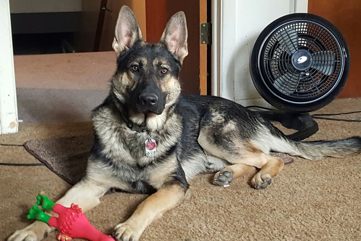 Solid black all DDR line female pup breeder image 1