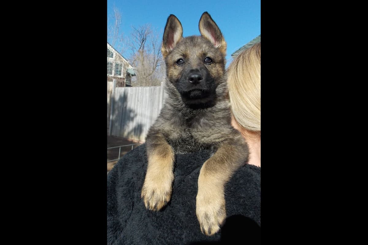 Solid black all DDR line female pup breeder image 2