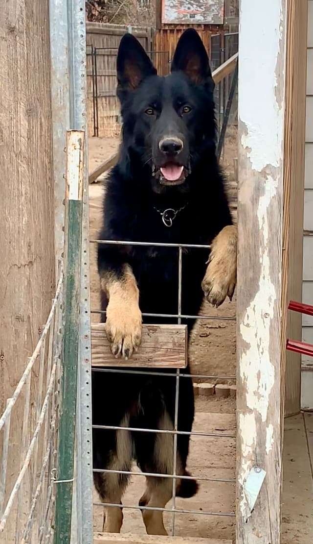 Solid black all DDR line female pup media 2