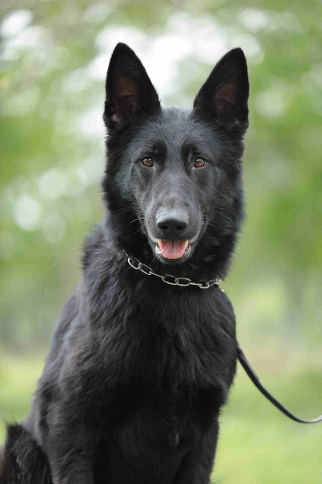 Solid black all DDR line female pup media 3