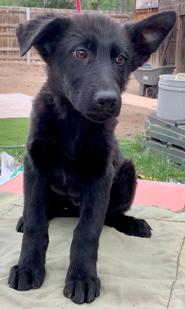 Solid black all DDR line female pup media 4