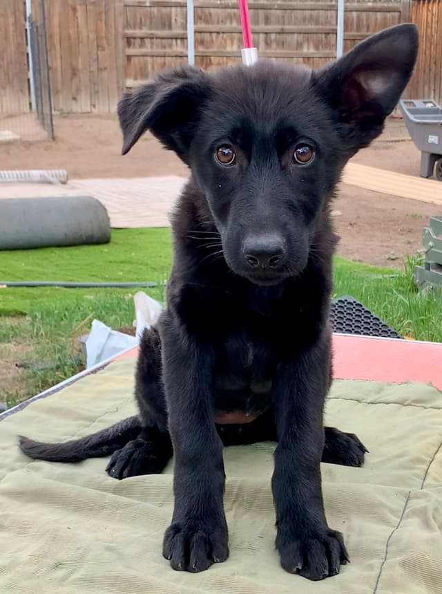 Solid black all DDR line female pup media 5