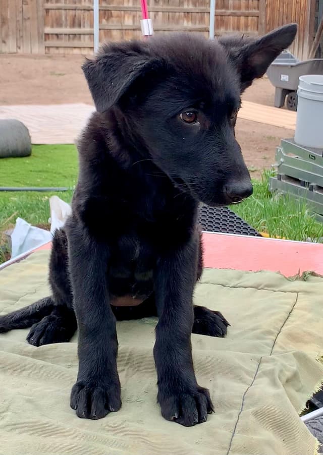 Solid black all DDR line female pup media 6