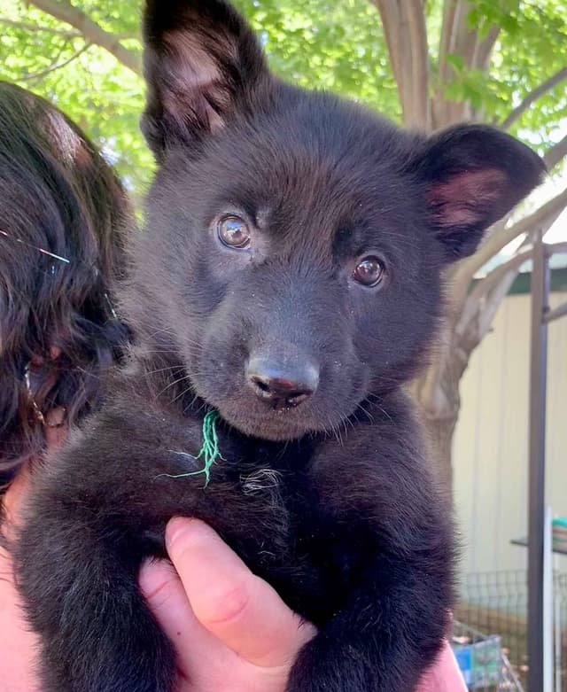 AKC German Shepherd puppies media 5