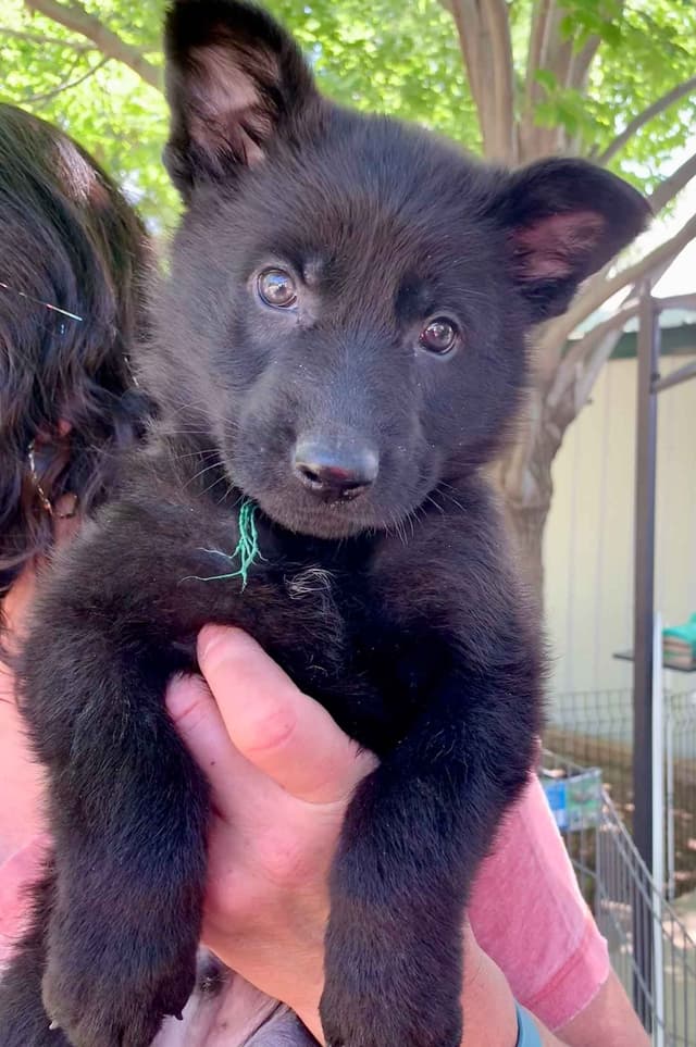 AKC German Shepherd puppies media 6